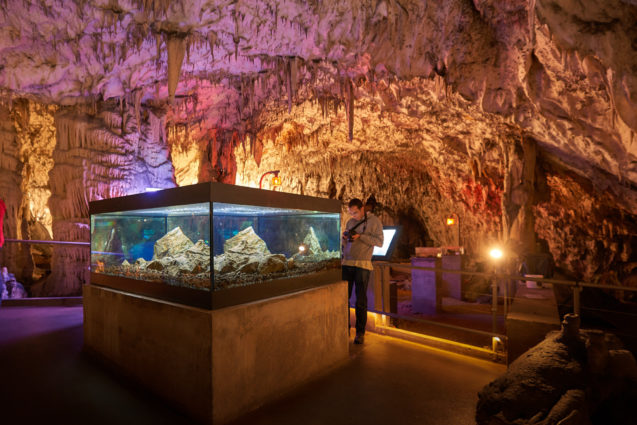 Vivarium inside Postojna Cave in Slovenia