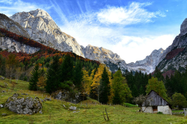 A meadow in Trenta Valley with forest and mountains in the background