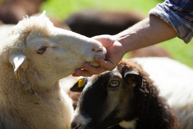 Sheep in Trenta Valley in Slovenia