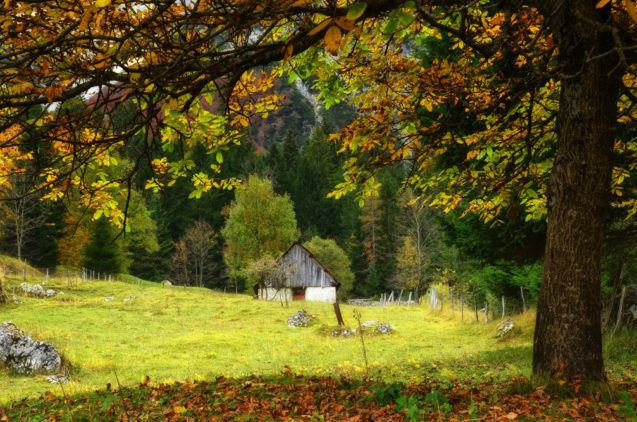 A tree with colorful leafs in Trenta Valley in autumn