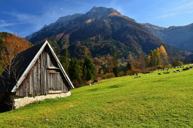 A traditional shingle roofed house in Trenta Valley in autumn