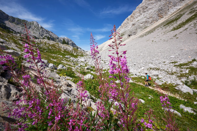 Wild flovers in Triglav Lakes Valley in Slovenia