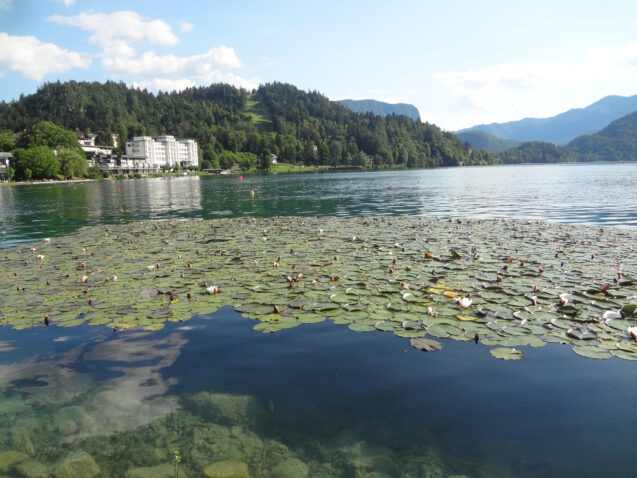 Water lilies in Lake Bled with the five-star Grand Hotel Toplice in the background
