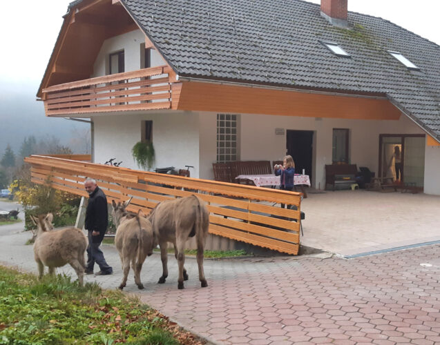 A donkey family in front of Apartments Fine Stay