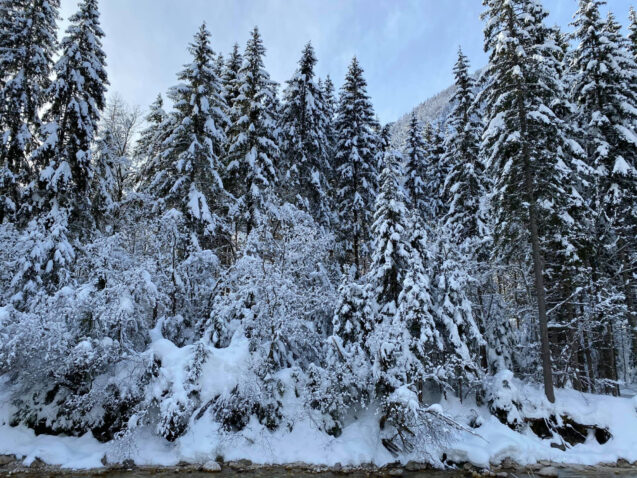 Snow covered trees in Krnica Valley in winter