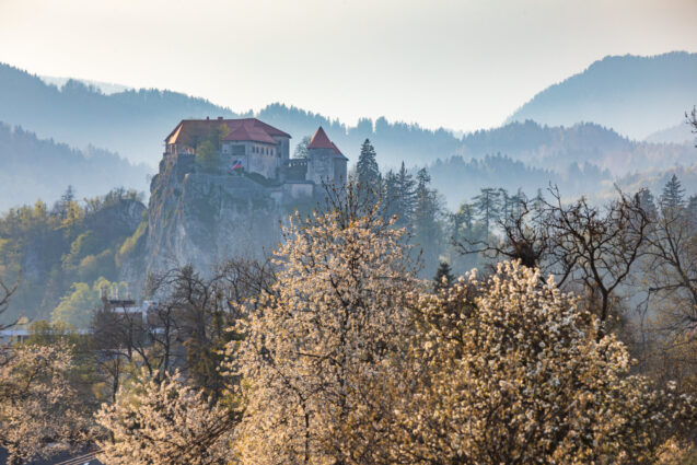 Blossoming cherry trees in spring with Bled Castle in the background