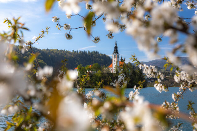 Blossoming tree in spring with Bled Island in the background