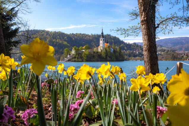 Blooming flowers in spring with Bled Island in the background