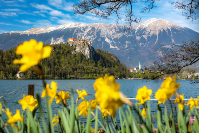Blooming flowers in spring with Bled Castle in the background