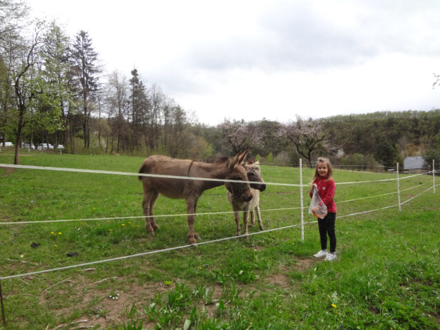 A pair of donkeys on a pasture above Apartments Fine Stay