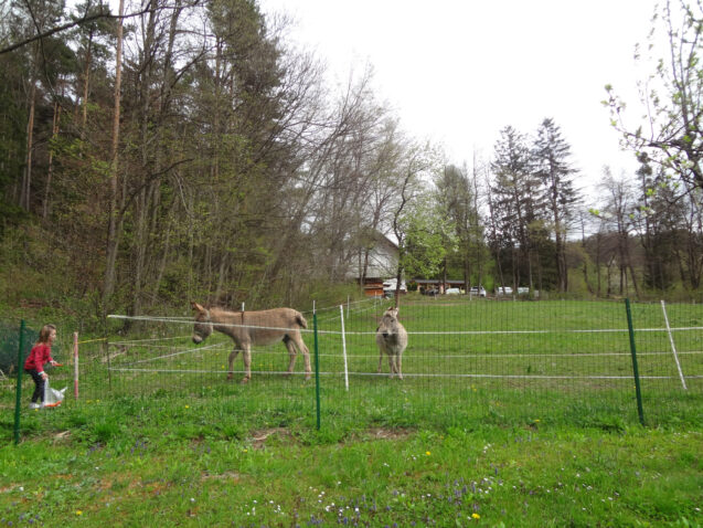 A pair of donkeys on a pasture above Apartments Fine Stay