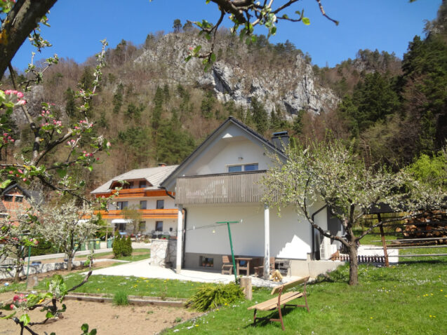 Blooming fruit trees in the orchard in front of accommodation Fine Stay Apartments in Slovenia in spring