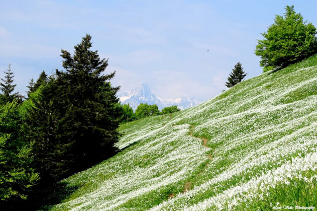 White daffodils on the slopes of Golica with Mount Triglav behind