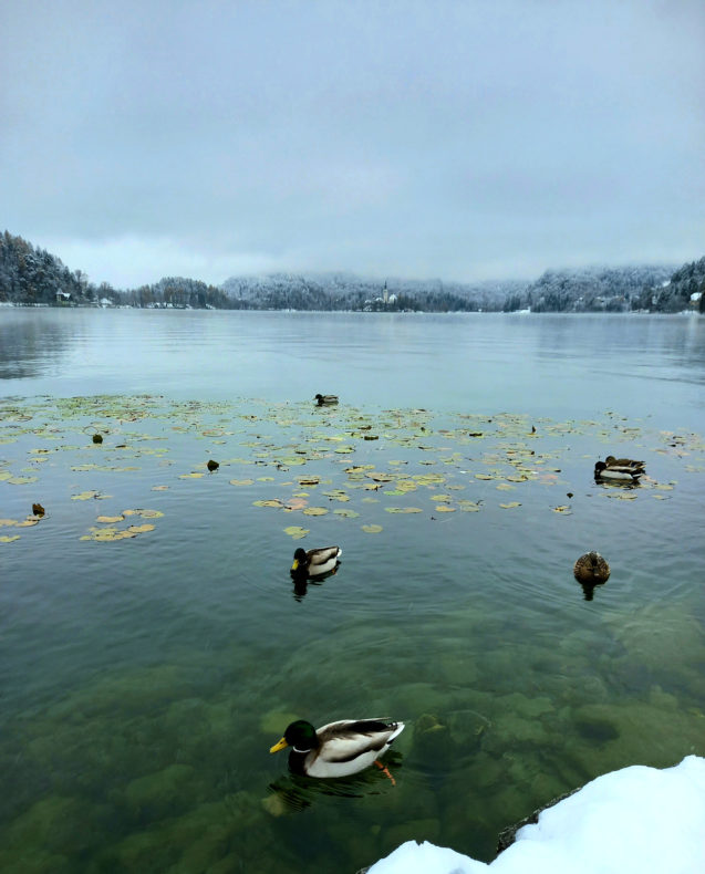 A group of mallard ducks in Lake Bled in winter
