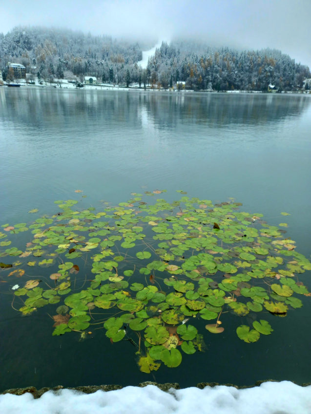 Water Lilies in Lake Bled in winter with Straza Hill covered in snow in the background